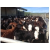 Diary Beef Progeny Test Report June 2022